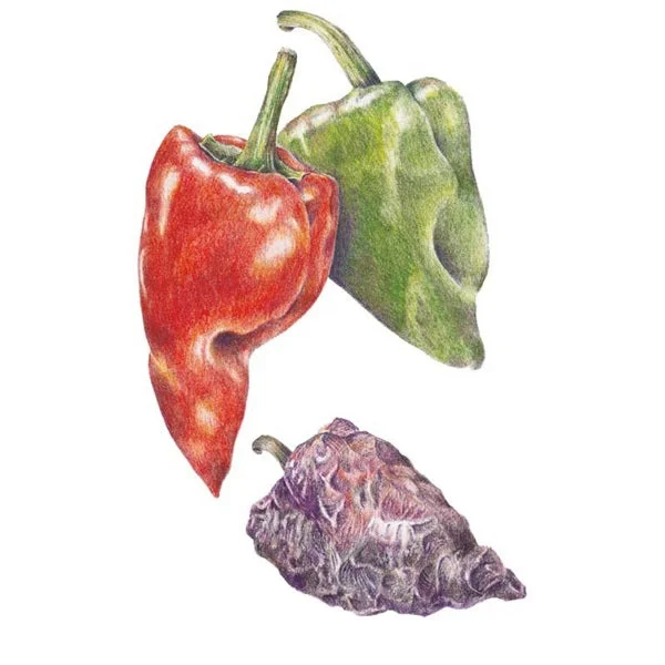 Ancho Poblano Chile Pepper Seed