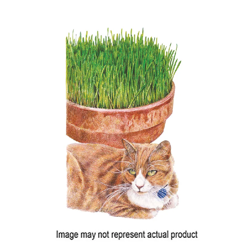 Cat Grass Seed