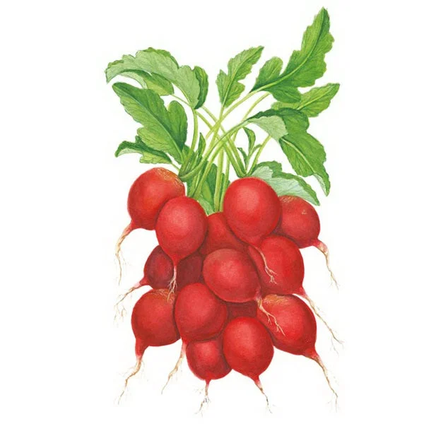 Cherry Bell Radish Seed