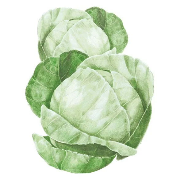 Copenhagen Market Cabbage Seed