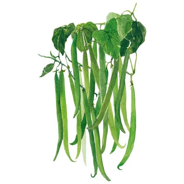 French Filet Bush Bean Seed