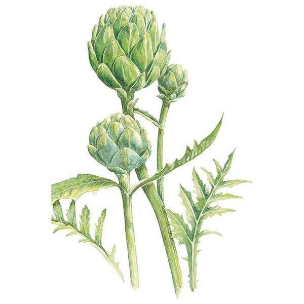 Green Globe Improved Artichoke Seed