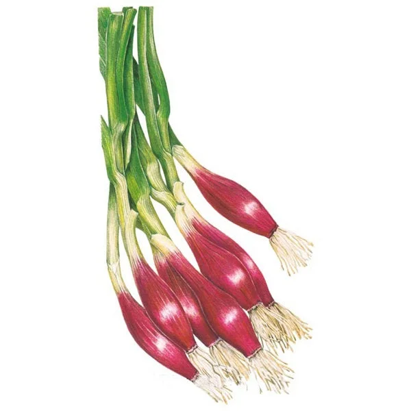 Italian Red of Florence Bunching Scallion Onion Seed