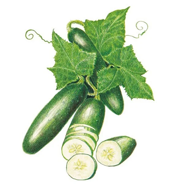 Poinsett 76 Cucumber Seed