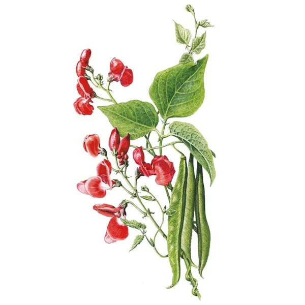 Scarlet Emperor Pole Runner Bean Seed