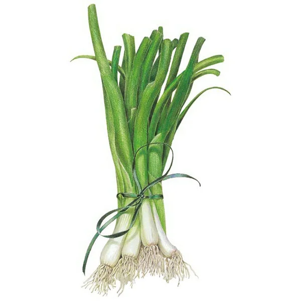 White Lisbon Bunching Scallion Onion Seed